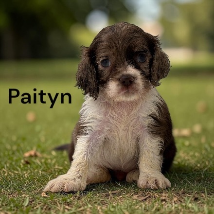 puppy, for, sale, Cocker Spaniel, Joe & Cherri  Overlease, dog, breeder, Miller, MO, dog-breeder, puppy-for-sale, forsale, nearby, find, puppyfind, locator, puppylocator, aca